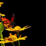 华克山庄的美食之旅:品味当地特色美食 b1ftz861